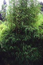 fargesia bamboo seeds clumping bamboo seeds for sale