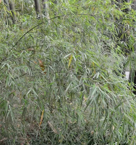 cold hardy bamboo seeds angustissima fargesia bamboo seeds for sale