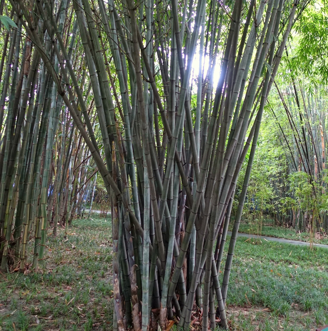 giant bamboo seeds for sale waya bamboo seeds