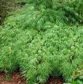 cold hardy bamboo seeds for sale fargesia yunnanensis bamboo seeds