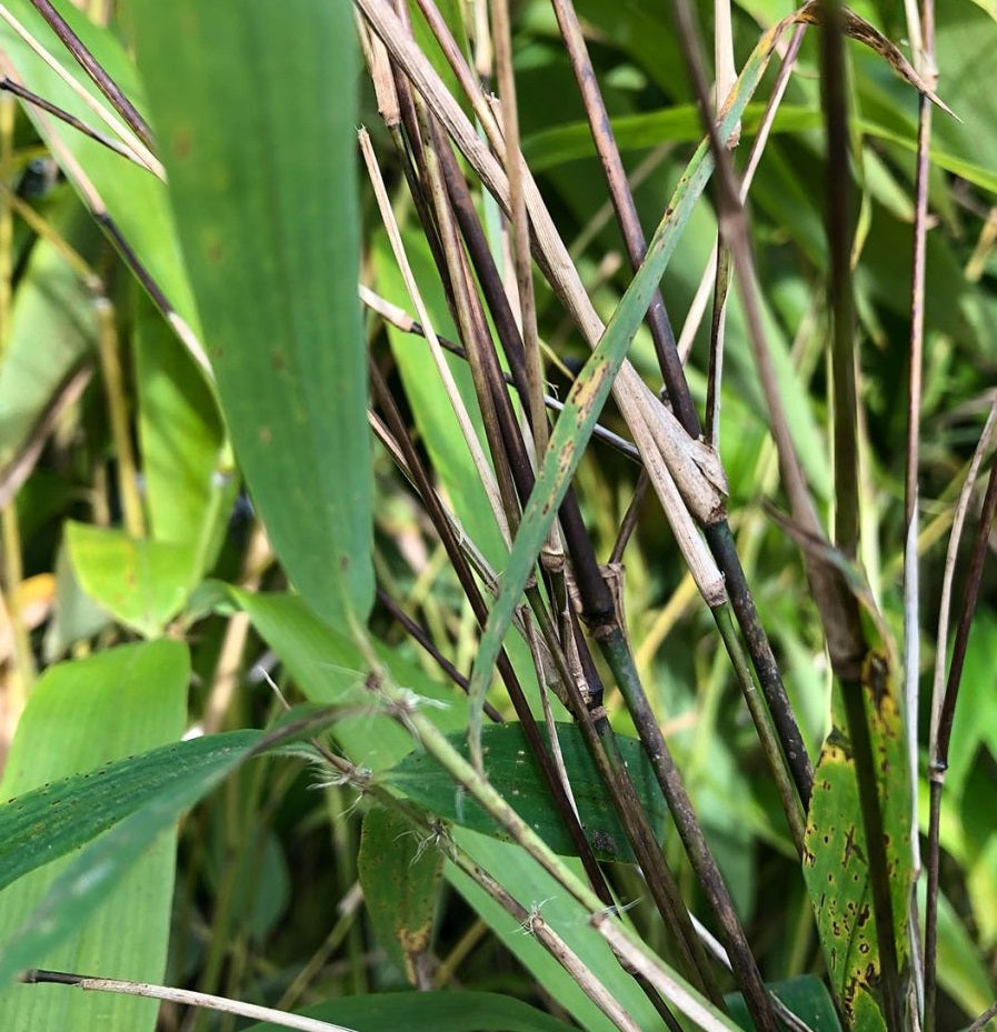 clumping fargesia bamboo seeds fargesia yunnanensis bamboo seeds online