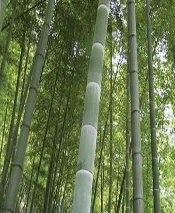 bamboo seeds near me giant moso bamboo seeds