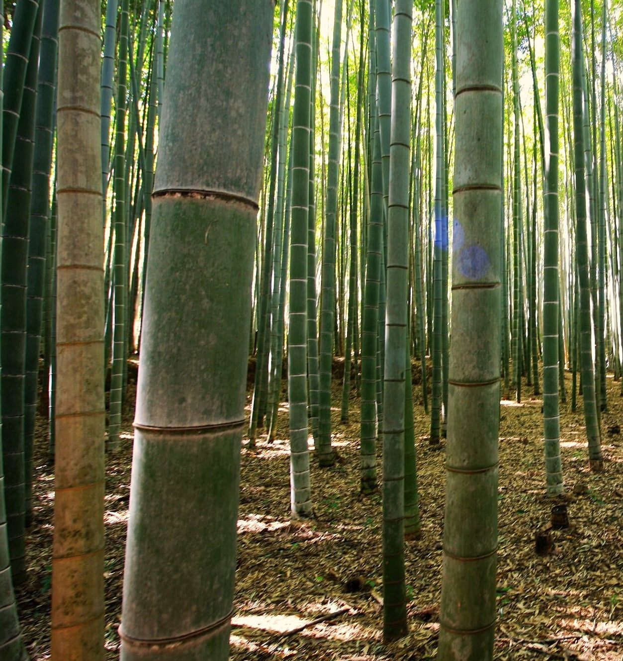 giant moso bamboo seeds online