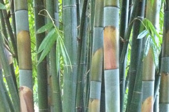 fastest growing bamboo seeds cephalostachyum pergracile bamboo seeds for sale