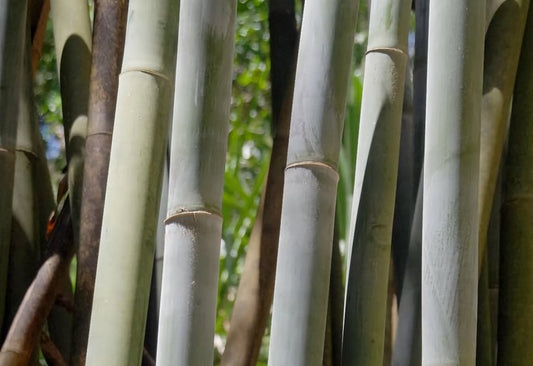 bambusa bamboo seeds for sale