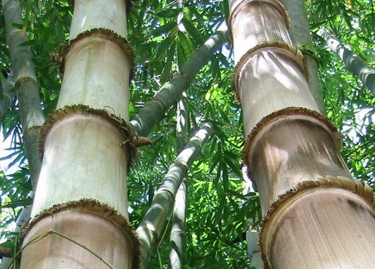 dendrocalamus asper bamboo seeds for sale