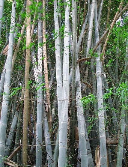 dendrocalamus membranaceus bamboo seeds for sale