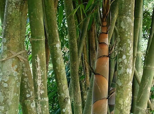 Thai bamboo seeds for sale