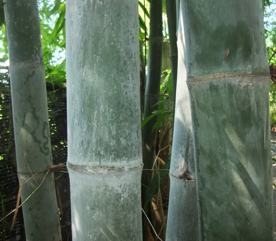 giant bamboo seeds for sale dendrocalamus thai bamboo seeds