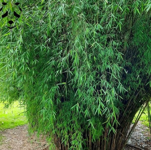 fargesia guizhou bamboo seeds clumping bamboo seeds for sale