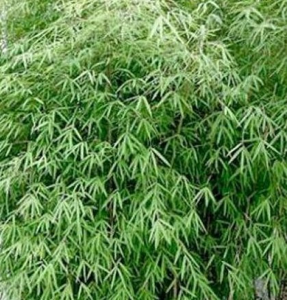 clumping fargesia bamboo seeds fargesia angustissima bamboo seeds