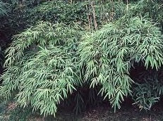 fargesia fungosa bamboo seeds for sale
