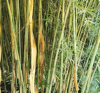 clumping fargesia bamboo seeds for sale fargesia southern yunnan bamboo seeds