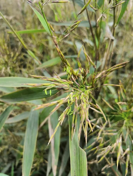 southern yunnan fargesia bamboo seeds for sale