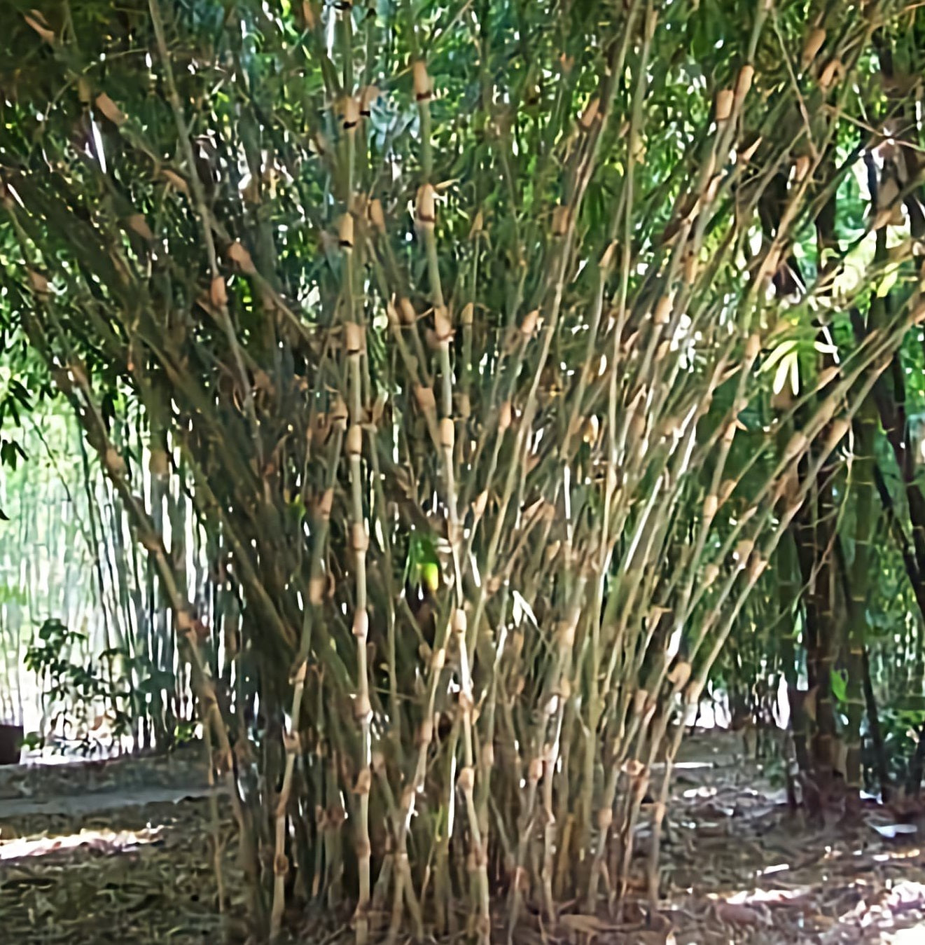 gigantachloa fast growing bamboo seeds