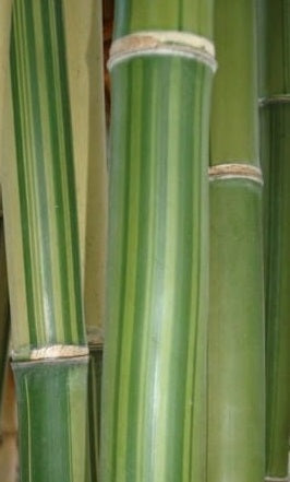 giant bamboo seeds for sale gigantachloa bicolor bamboo seeds