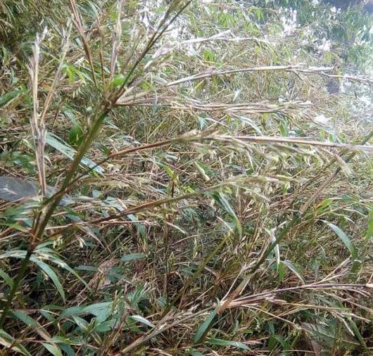 cold hardy fargesia guizhou bamboo seeds for sale