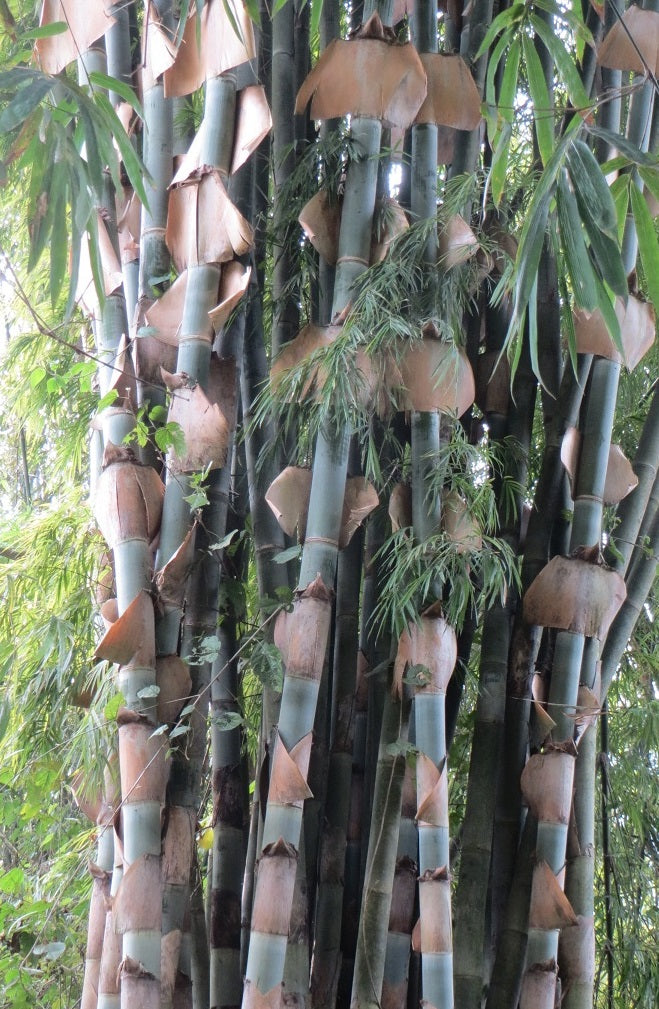 tinwa bamboo seeds for sale